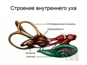 Клиническая анатомия внутреннего уха