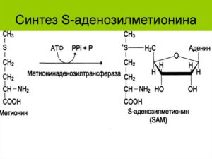 S-аденозилметионин (SAM-e) – общее представление