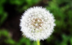 Taraxacum (Одуванчик)