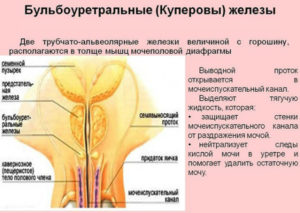 остаточная моча, холодный половой член