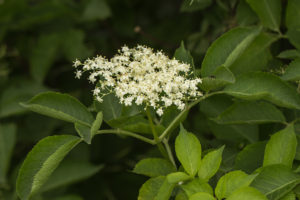 Sambucus nigra (Бузина черная)