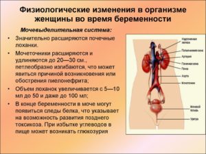 Беременность: Мочевыделительная система