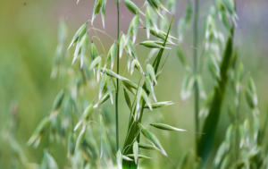 Avena sativa (Овес посевной)