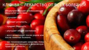 Польза клюквы