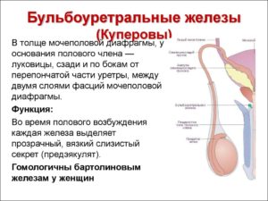 Куперова жидкость не выделяется.