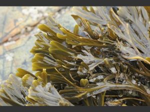 Fucus vesiculosus Фукус (морская водоросль, богатая йодом)