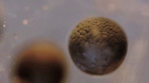замедленное деление эмбриона