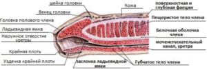 Боль при касании оголенной головки полового члена