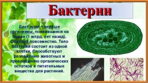 Микробы и биосфера земли