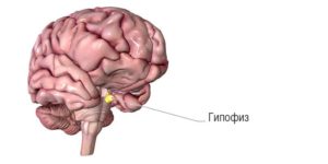 Pituitary gland (Гипофиз)