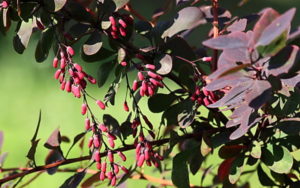 Berberis vulgaris (Барбарис обыкновенный)