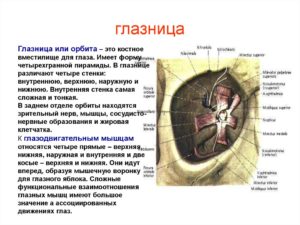 Глазница (Orbita) и ее содержимое