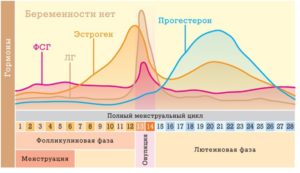 Гормоны 2-й фазы