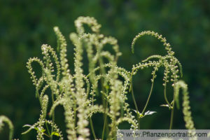 Cimicifuga racemosa (actea racemosa) (Черный змеиный корень) (продолжение...)