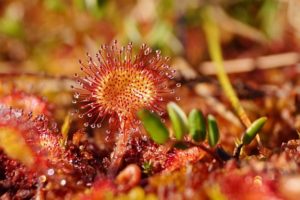 Drosera (Росянка)