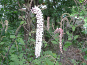 Cimicifuga racemosa (actea racemosa) (Черный змеиный корень) (продолжение...)