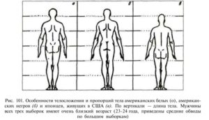 Пропорции ног к туловищу