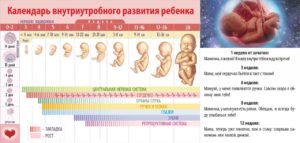 Внутриутробное инфицирование плода по триместрам развития беременности (продолжение...)