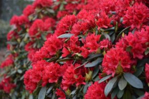 Rhododendron (Рододендрон золотистый)