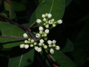 Apocynum cannabinum (Индийская конопля)