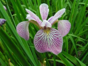 Iris versicolor (Ирис пестрый)