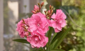 Oleander - nerium odorum (Олеандр)