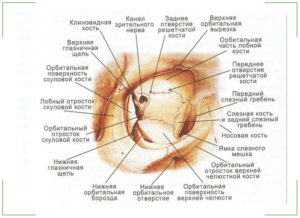 Глазница (Orbita) и ее содержимое