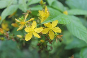 Hypericum perforatum (Зверобой продырявленный)