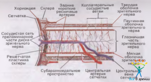 Артериальная система органа зрения