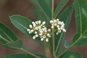 Apocynum cannabinum (Индийская конопля)