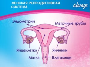 Женская репродуктивная система (продолжение...)