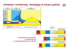 Гормоны 2-й фазы