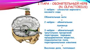 Невропатия обонятельного нерва