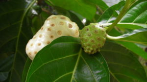 Моринда цитрусолистная (Нони) Morinda citrifolia