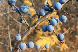 Prunus spinosa (Терн)