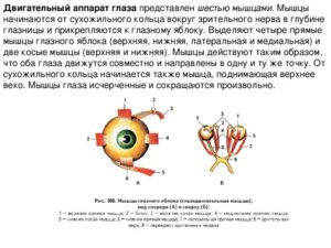 Двигательная и чувствительная иннервация глаза и его вспомогательных органов