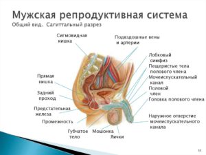 Репродуктивная система мужчины