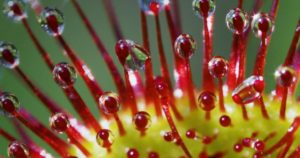 Drosera (Росянка)