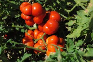 Solanum lycopersicum - lycopersicum esculentum (Помидор)