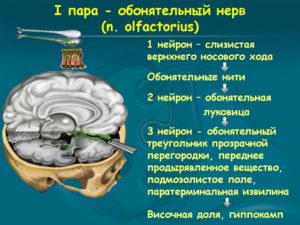 Невропатия обонятельного нерва