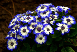 Cineraria (Цинерария)