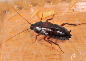 Blatta orientalis (Обычный черный таракан)