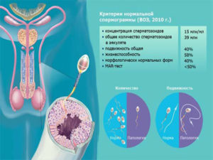 Анализ спермы (семенной жидкости) - спермограмма