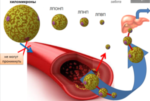 Cholesterinum (Холестерин)