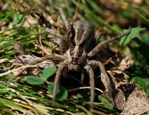 Tarentula hispania (Испанский тарантул)