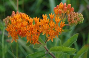 Asclepias tuberosa (Ваточник клубненосный)