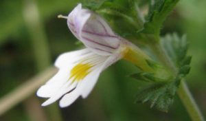 Euphrasia (Очанка)