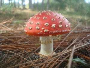 Agaricus muscarius (Красный мухомор)