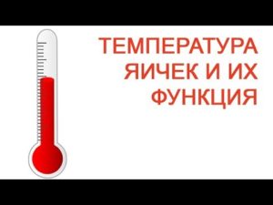 Температура яичек у мужчин