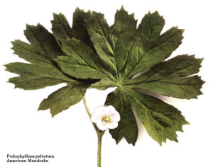 Podophyllum (Ноголистник щитовидный)